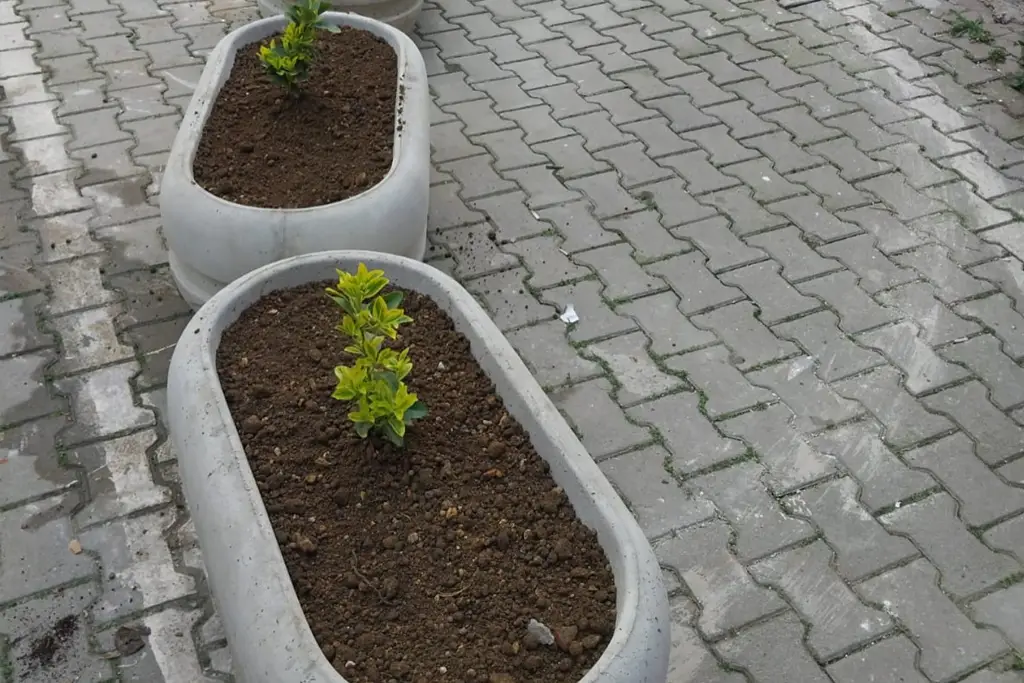 Oval Desenli Beton Saksı